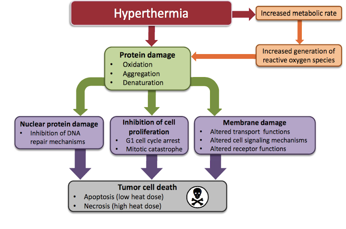 loco-regional-hyperthermia-yaletown-naturopathic-clinic